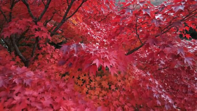 Stunningly Vibrant Japanese Maple Tree with Crimson Red Fall Foliage in a Tranquil Autumn Forest Setting