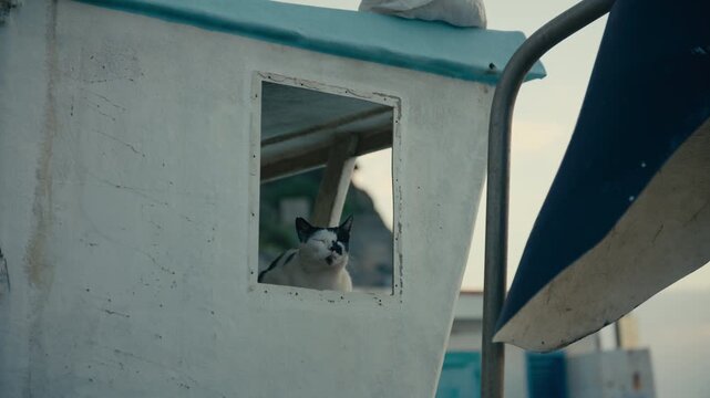 A black and white cat squints through a square window on a white fishing boat, creating a quirky, candid coastal moment. Captain cat of the boat.