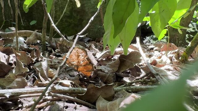 Bothrops insularis snake, known as the Golden lancehead. Endemic to Ilha da Queimada Grande, off the coast of Brazil