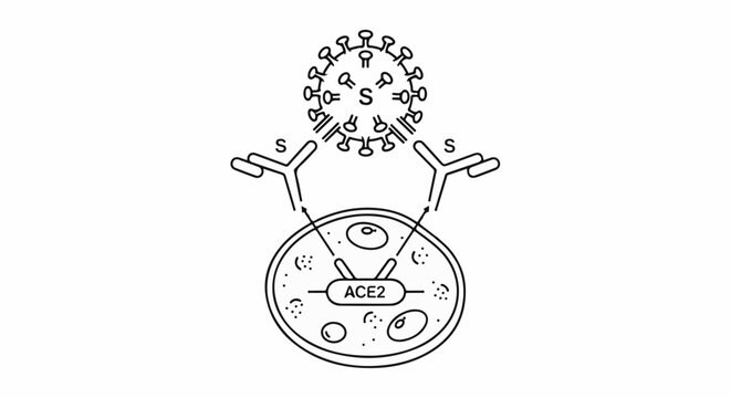 Antibody binding to viral spike protein and cellular ACE2 receptor