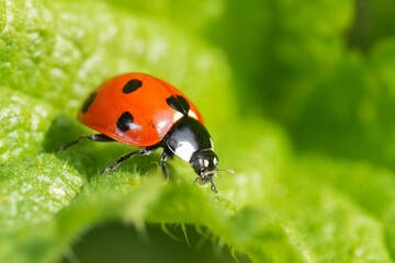 Obraz premium Ladybug Adorn a Green Leaf, Embody The Essence Of Summer And Spring In A Close and Macro Shot, Bright Colors Abound
