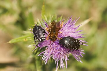 Floral Feast: A Halictus scabiosa bee and two beetles feast on the nectar of a vibrant purple Centeaurea flower