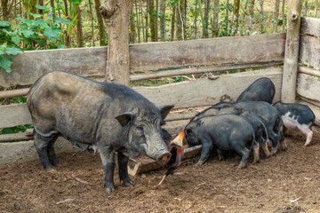 Pig farm in a traditional Khmu village of Ban Sop Kong, Nong Khiaw, Luang Prabang province, Laos © Luis