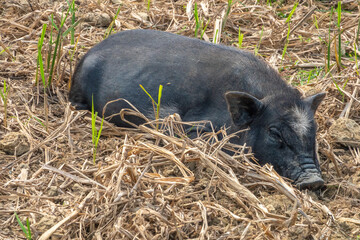 Resting pig on a hay stack in the traditional Khmu village of Ban Sop Kong, Nong Khiaw, Luang Prabang province, Laos © Luis