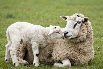 Ewe and Lamb Resting Peacefully in Green Pasture, Demonstrating Maternal Love and Pastoral Serenity
