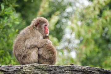 Naklejka premium A heartwarming scene of a Japanese macaque mother embracing her baby on a rocky surface, enveloped by lush green vegetation backdrop.