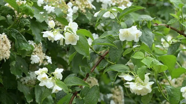 Branches of jasmine and viburnum with drops of water after rain. Video showing blooming white jasmine and white flowering viburnum, with large drops of water dripping after the rain