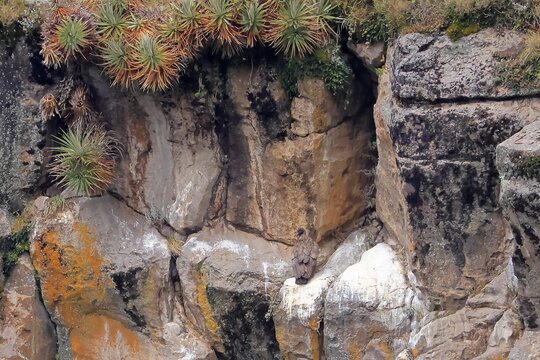 Andean condor, Vultur gryphus, Ecuador