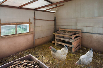 poules pondeuses en poulailler