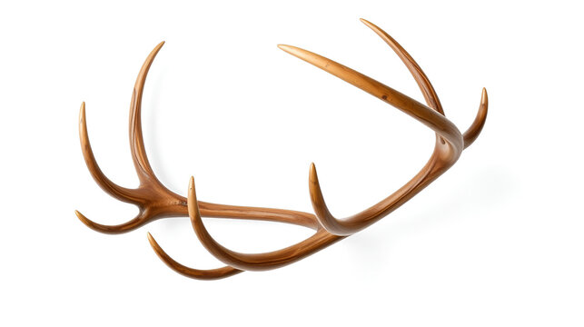Large antler isolated on white background
