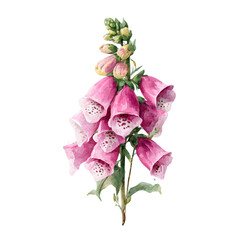 Foxglove Bouquet, watercolor clipart vector, isolated on a white background. © F-ART