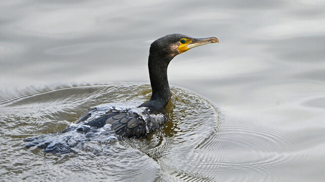 Great Cormorant swimming in water surface portrait with yellow beak 