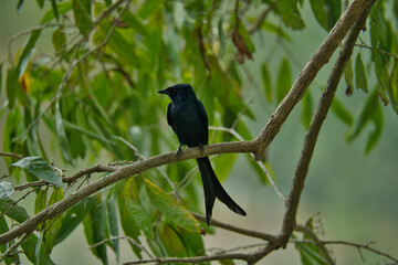 Fototapeta premium A Black Drongo (Dicrurus macrocercus
