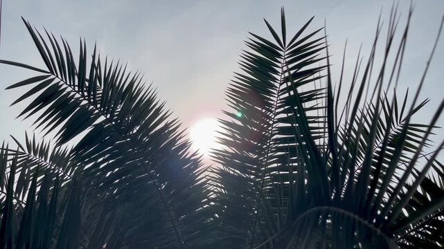 Lens Flare and Sunrays Through Palm Leaves.