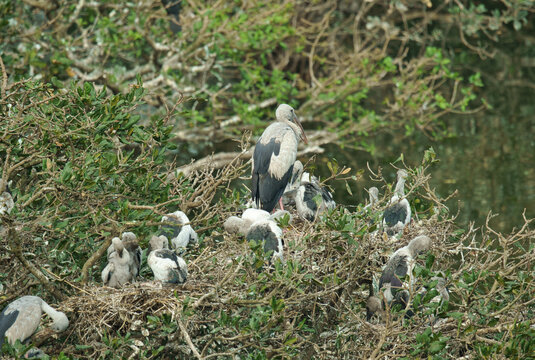 A nesting colony of Asian Openbill storks (Anastomus oscitans)