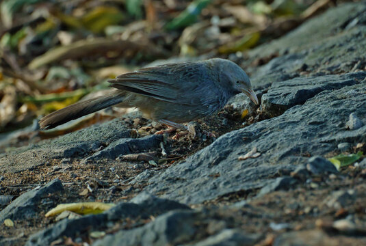 A Yellow-billed Babbler (Argya affinis). 
