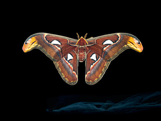 Attacus atlas giant moth isolated on dark background macro © Dan Badiu