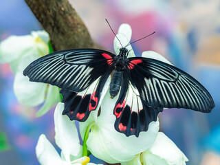 Papilio rumanzovia scarlet mormon butterfly macro © Dan Badiu
