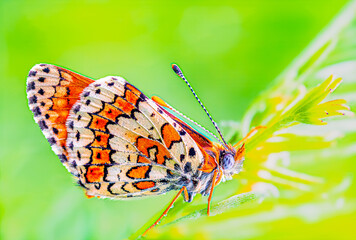 Melitaea athalia butterfly on green spring background macro © Dan Badiu