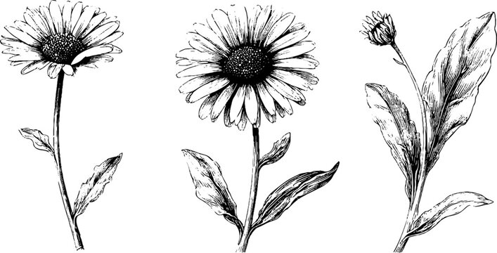 Vintage daisy illustration set - hand drawn engraving of flowers, stems, and leaves for design