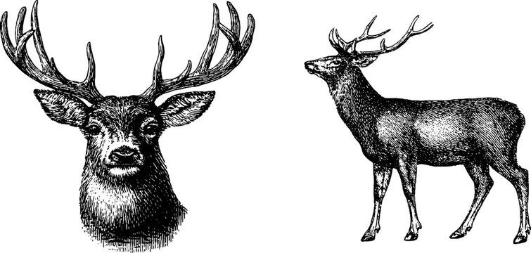 Vintage deer head and antlers engraved illustration set for nature and wildlife design