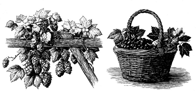 Vintage engraved illustration of hop bine and harvest basket for design