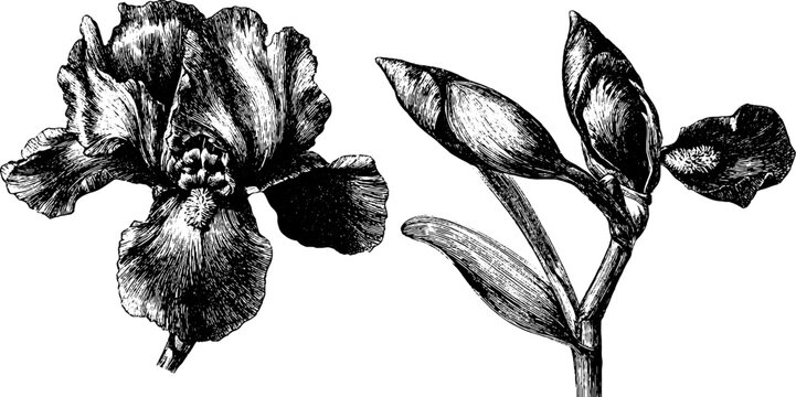 Vintage iris blossom botanical sketch for design and decoration