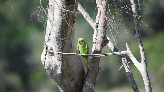 Rose-ringed parakeet (Psittacula krameri) perched on a dry tree branch in the wild, Yala National Park, Sri Lanka.