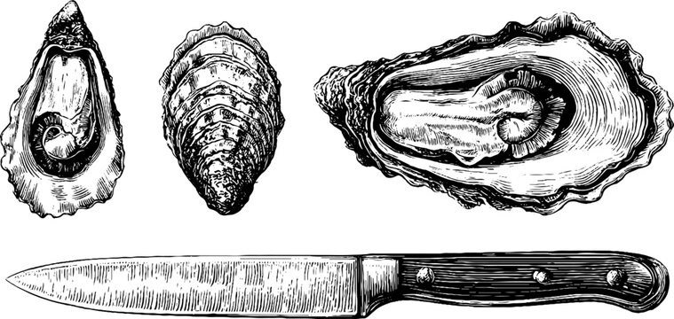 Vintage seafood collection: whole and shucked oysters with knife illustration for culinary design