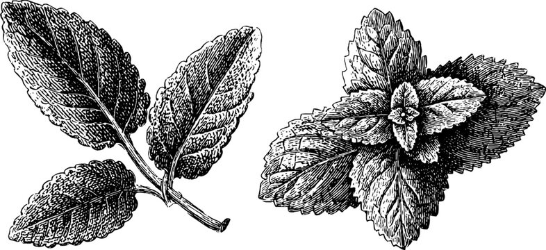 Vintage botanical sketch of sage leaf and mint sprig - herbal illustration for design