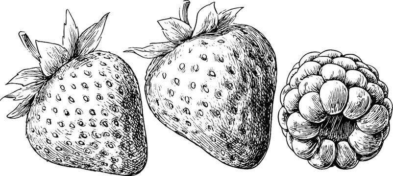 Vintage hand-drawn illustration of strawberries and raspberry for label design