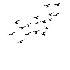 Fototapeta premium Flock Of Bird Flying Silhouette 