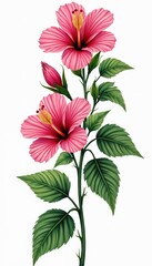 Obraz premium Pink hibiscus flowers with green leaves bloom on a white background. This illustration is perfect for botanical art, summer themes and floral designs.