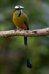 Obraz premium Turquoise-browed motmot (Eumomota superciliosa) sitting on a branch with a green background. A very colorful bird from the Momotidae family.