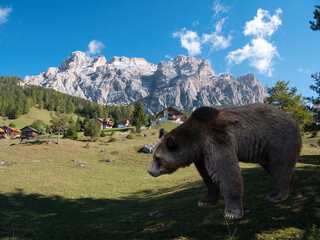 Dark brown bear standing in the shade of a meadow in the Dolomites, Italy. Surreal Silliness.