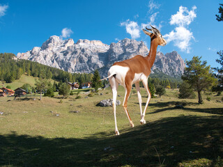 Gigantic a gazelle lady (Nanger dama) against the backdrop of an early autumn landscape in the Dolomites Italy. Surreal feeling.