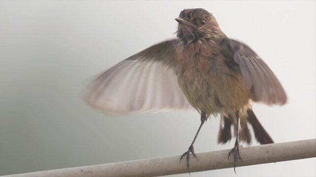 video of female European stonechat bird is is perched on a wire and drying its wings in cold weather after the shower. Close up video of the stone chat bird