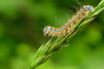 Fototapeta premium caterpillar on a leaf