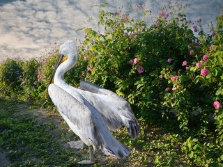 A Great White Pelican (Pelecanus onocrotalus), who walks on the row of oil-bearing roses in the rose valley, Bulgaria. Surreal Silliness.