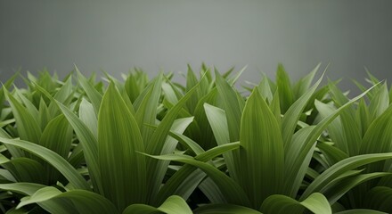 Obraz premium green leaves, plant background, nature, fresh, foliage