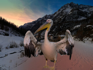 A Great White Pelican (Pelecanus onocrotalus), with spread wings against the backdrop of a winter landscape. Surreal Silliness.