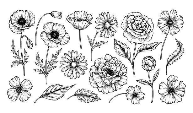 Elegant floral and foliage silhouettes hand sketched botanical outline vector elements