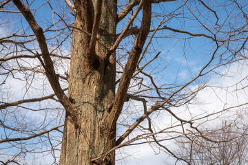 公園のメタセコイヤ