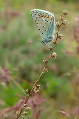 butterfly on a flower