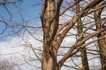 公園のメタセコイヤ