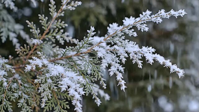 Close-up of evergreen branches covered in delicate frost during winter