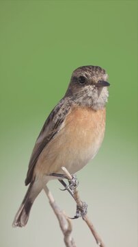 Close up Video of male European stonechat bird perched on a pole and relaxing the sun light in the cold morning. The bird is looking at the camera.
