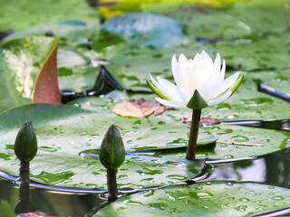 白いスイレンの花