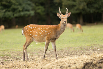 Obraz premium Sikawild im Wildpark, Deutschland