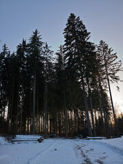 Fototapeta premium Typical forest in Czechia before sunset in Karlovy Vary